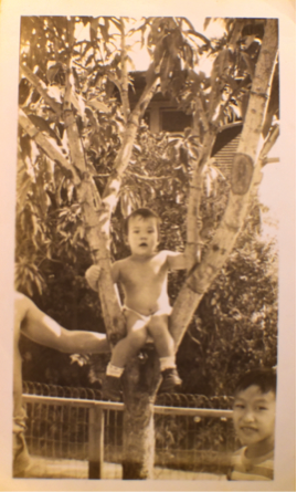 Jan In a Mango Tree 